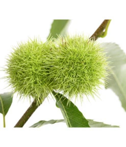 Esskastanie -Gartenbedarf Angebote 7091580 PR DE 001 CastaneaSativaEsskastanieDehnerExpressHerzig
