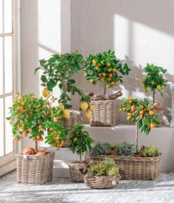 Dehner Gourmet Garten Goldsalbei -Gartenbedarf Angebote 7119696 WE MO 001 CitrusGoldsalbei