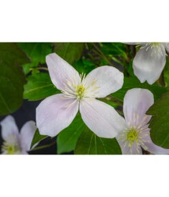 Anemonen-Waldrebe - Clematis 7 Anemonen-Waldrebe - Clematis -Gartenbedarf Angebote 7125636 WE DE 001 ClematisMontanaBergWaldrebe2L