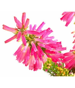 Beet- & Balkonset Heidenzauber, 6-teilig -Gartenbedarf Angebote 7172026 WE DE 004 EricaVerticitataT11