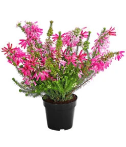 Beet- & Balkonset Heidenzauber, 6-teilig -Gartenbedarf Angebote 7172026 WE FS 001 EricaVerticitataT11Dehner