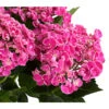 Garten-Hortensie 'Curly Wurly' 1 Garten-Hortensie 'Curly Wurly' -Gartenbedarf Angebote 7221310 PR DE 001 HydrangeaHortensieCurlyWurlyRosa5LDehnerExpressHerzig