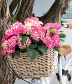 Garten-Hortensie 'Curly Wurly' -Gartenbedarf Angebote 7221310 WE MO 001 Hortensien