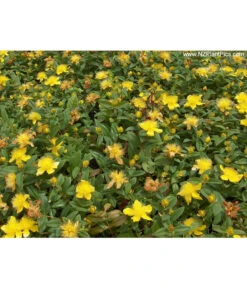 Niedriges Johanniskraut 9 Niedriges Johanniskraut -Gartenbedarf Angebote 7227937 Bild 001 HypCalycinumAllgreen