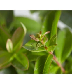 Niedriges Johanniskraut 8 Niedriges Johanniskraut -Gartenbedarf Angebote 7227937 WE DE 001 HypericumCalycinumDehnerExpressZS