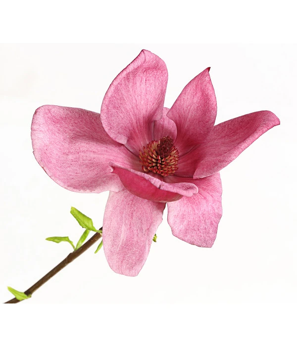 Magnolie 'Genie' 5 Magnolie 'Genie' – Bild 3