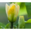 Duft-Magnolie 'Yellow Bird' 1 Duft-Magnolie 'Yellow Bird' -Gartenbedarf Angebote 7275860 PR DE 001 MagnoliaYellowBirdLucknerRet