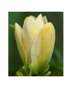 Duft-Magnolie 'Yellow Bird' -Gartenbedarf Angebote 7275860 PR DE 002 MagnoliaYellowBirdLucknerRetRet