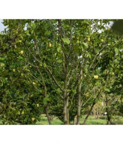 Duft-Magnolie 'Yellow Bird' -Gartenbedarf Angebote 7275860 PR MO 001 MagnoliaYellowBirdLucknerRet