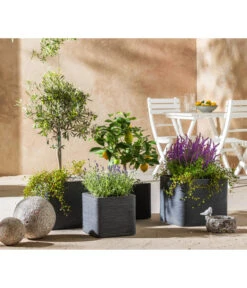 Lavendel 'Royal Blue' -Gartenbedarf Angebote 7296874 WE MO 001 MediterranOliveZitroneFeige