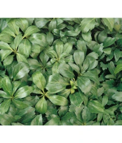 Schattengrün -Gartenbedarf Angebote 7298284 BildD 001 SchattengruenDickmaennchenPachysandraPachysandra