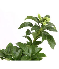 Schattengrün -Gartenbedarf Angebote 7298284 WE DE 003 PachysandraSchattengruen9CDehnerExpressHerzig