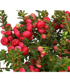 Torfmyrte, Rot -Gartenbedarf Angebote 7301401 PR DE 001 PernettyaTorfmyrteRotDehnerExpressHerzig