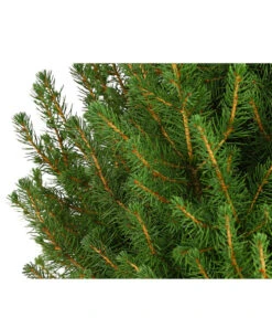 Zuckerhutfichte 'Conica' -Gartenbedarf Angebote 7315047 PR DE 001 PiceaZuckerhutfichteGlauceConica75LDehnerExpressHerzig