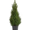 Zuckerhutfichte 'Conica' -Gartenbedarf Angebote 7315047 PR FS 001 PiceaZuckerhutfichteglaucaconica75LDehnerExpressHerzig