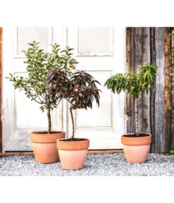 Bestseller -Gartenbedarf Angebote 7357239 WE MO 001 PrunCistenaAllgreen