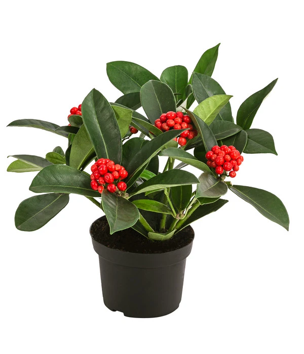 Japanische Frucht-Skimmie 'Temptation' 3 Japanische Frucht-Skimmie 'Temptation'