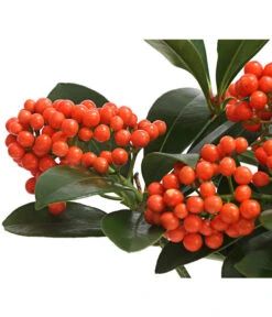 Japanische Frucht-Skimmie 'Temptation' 7 Japanische Frucht-Skimmie 'Temptation' -Gartenbedarf Angebote 7472467 WE DE 001 SkimmiaSkimmieJaponicaTemptation18CDehnerExpressHerzig