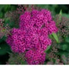 Rote Sommerspiere 'Anthony Waterer' -Gartenbedarf Angebote 7483811 PR DE 001 SpiraeaAnthonyWatererLucknerJuni2015PflanzenOnlineKaufen