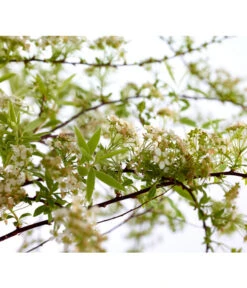 Rispenspiere 'Grefsheim' -Gartenbedarf Angebote 7484132 WE DE 001 SpierstrauchSpireaGrefsheim5LDehnerExpressZS