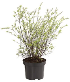 Rispenspiere 'Grefsheim' -Gartenbedarf Angebote 7484132 WE FS 001 SpierstrauchSpireaGrefsheim5LDehnerExpressHerzig