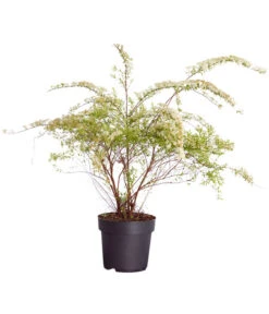 Rispenspiere 'Grefsheim' -Gartenbedarf Angebote 7484132 WE FS 001 SpierstrauchSpireaGrefsheim5LDehnerExpressZS