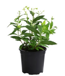 Rote Sommerspiere 'Anthony Waterer' -Gartenbedarf Angebote 7485873 WE FS 002 SpiraeaBumaldaAnthonyWatererRoteSommerspiereT13