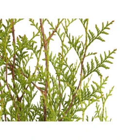 14 Meter Lebensbaum 'Brabant', 40 X Ca. 80-100 Cm -Gartenbedarf Angebote 7511009 WE DE 001 LebensbaumThujaOccidentalisBrabant3L