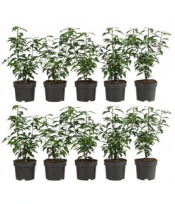 2-3 Meter Portugiesischer Kirschlorbeer 'Angustifolia', 10 X Ca. 30-35 Cm