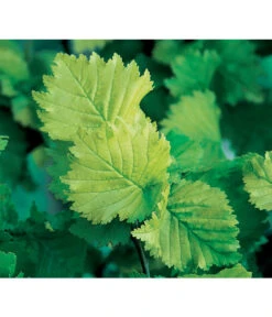 Gold-Ulme 'Wredei' 9 Gold-Ulme 'Wredei' -Gartenbedarf Angebote 7527187 BildD 001 GoldUlmeWredeiUlmusCarpWredei