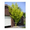 Gold-Ulme 'Wredei' -Gartenbedarf Angebote 7527187 BildFS 001 GoldUlmeWredeiUlmusCarpWredei