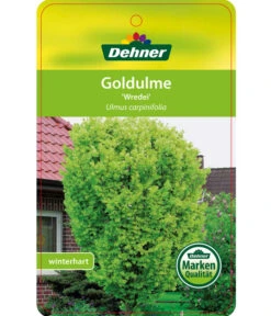 Gold-Ulme 'Wredei' 7 Gold-Ulme 'Wredei' -Gartenbedarf Angebote 7527187 GoldulmeWredei Etikett 1