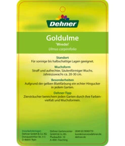 Gold-Ulme 'Wredei' 8 Gold-Ulme 'Wredei' -Gartenbedarf Angebote 7527187 GoldulmeWredei Etikett 2