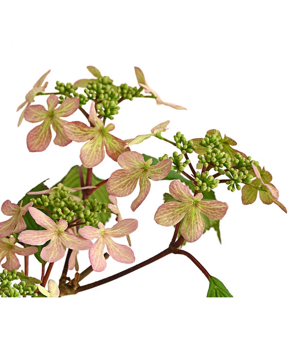 Rosa Etagen-Schneeball 'Molly Schroeder' 4 Rosa Etagen-Schneeball 'Molly Schroeder' – Bild 2