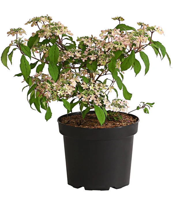 Rosa Etagen-Schneeball 'Molly Schroeder' 3 Rosa Etagen-Schneeball 'Molly Schroeder'