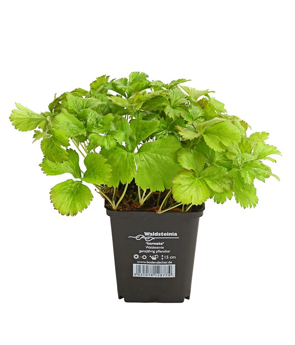 Waldsteinie 4 Waldsteinie – Bild 2