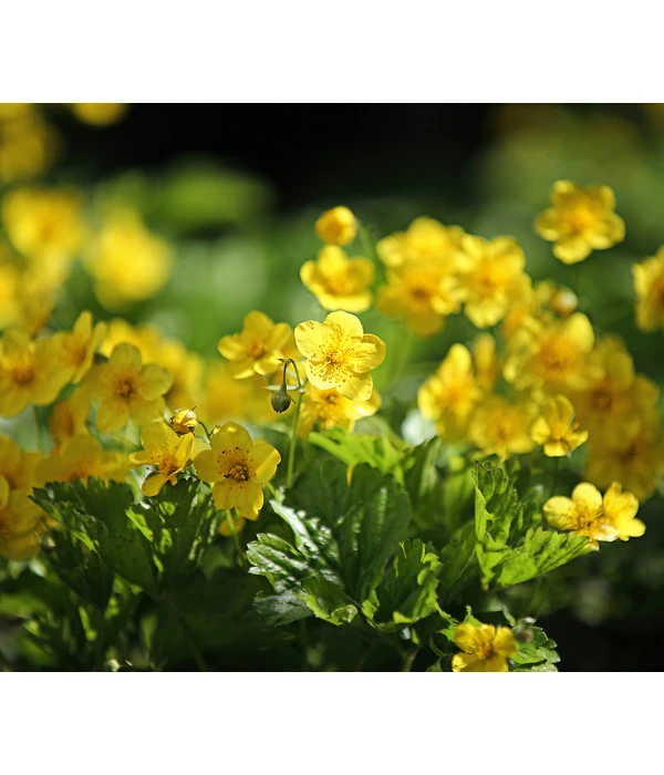 Waldsteinie 3 Waldsteinie