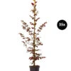 8 Meter Blutbuche 'Purpurea', 35 X Ca. 100-125 Cm -Gartenbedarf Angebote 7548563 WE FS 002 BlutbuchePurpurea35x