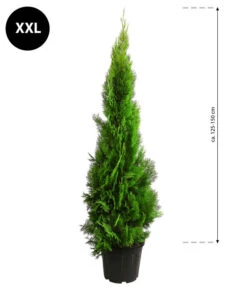 XXL Lebensbaum 'Pyramidalis Aurea', Ca. 125-150 Cm -Gartenbedarf Angebote 7550759 WE BG 003 LebensbaumPyramidalisAureaXXL