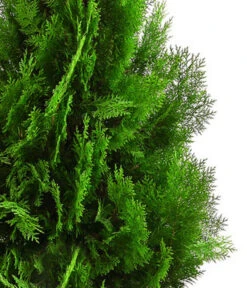 XXL Lebensbaum 'Pyramidalis Aurea', Ca. 125-150 Cm -Gartenbedarf Angebote 7550759 WE DE 001 ThujaPyramidalisXXL