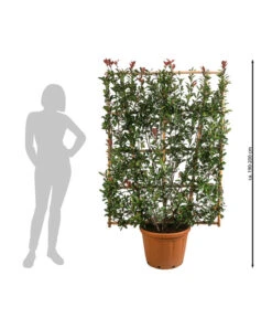 Purpur-Glanzmispel 'Robusta Compacta', Ca. 190-200 Cm -Gartenbedarf Angebote 7550973 WE BG 001 PurpurGlanzmispelRobustaCompacta190200