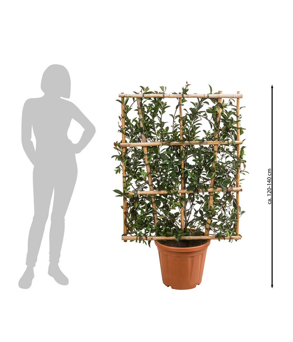 Purpur-Glanzmispel 'Robusta Compacta', Ca. 120-140 Cm 4 Purpur-Glanzmispel 'Robusta Compacta', Ca. 120-140 Cm – Bild 2