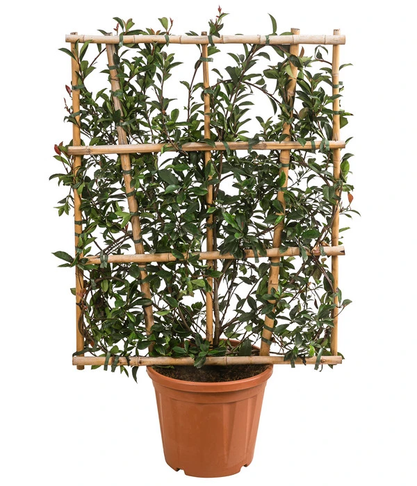 Purpur-Glanzmispel 'Robusta Compacta', Ca. 120-140 Cm 3 Purpur-Glanzmispel 'Robusta Compacta', Ca. 120-140 Cm