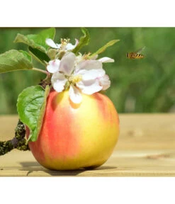 Zwergapfel 'Galina' 7 Zwergapfel 'Galina' -Gartenbedarf Angebote 7604697 WE MO 002 ApfelGalinaZwergPixabay