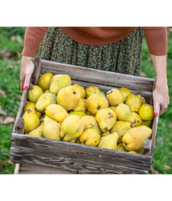 Apfelquitte -Gartenbedarf Angebote 7604978 WE MO 001 Quittenkorb