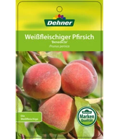 Dehner Pfirsich 'Benedicte' -Gartenbedarf Angebote 7611155 WeissfleischigerPfirsichBenedicte Etikett 1