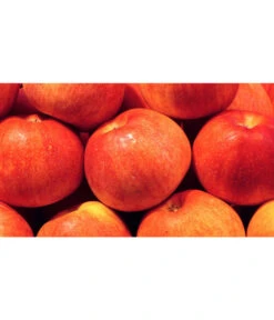 Bestseller -Gartenbedarf Angebote 7621865 WE MO 001 ZergapfelCroquellaPixabay