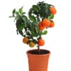 Rangpur-Limette 'Lima Rossa' -Gartenbedarf Angebote 7622616 WE FS 002 CitrusLimaRossaSuesseLimette