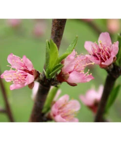 Nektarine 'Crimson Gold' -Gartenbedarf Angebote 7626005 PR DE 002 PrunusNektarineCrimsonGoldBluetePixabay