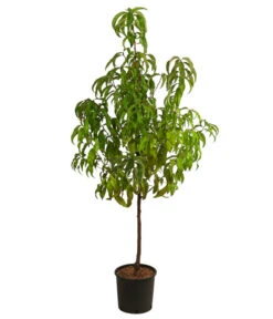 Nektarine 'Crimson Gold' -Gartenbedarf Angebote 7626005 WE FS 001 PrunusPfirsichCrimsonGoldDehnerExpressHerzig